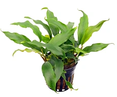 Растение Анубиас Минима (в горшке)